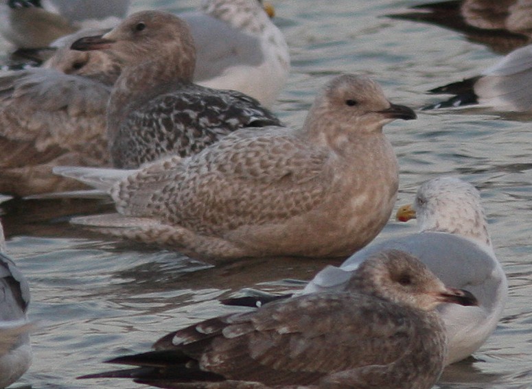 Iceland Gull - Darlene Friedman