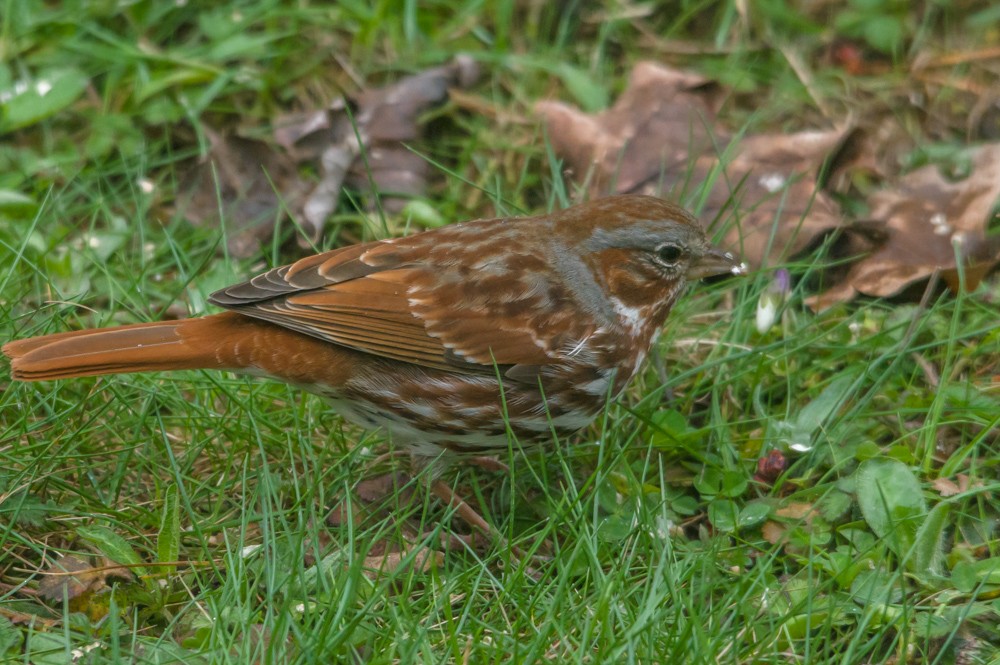 Fox Sparrow - ML26709091