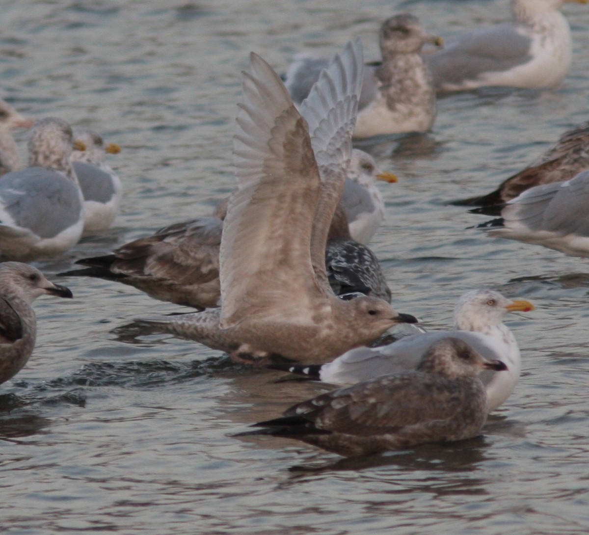 Iceland Gull - Darlene Friedman