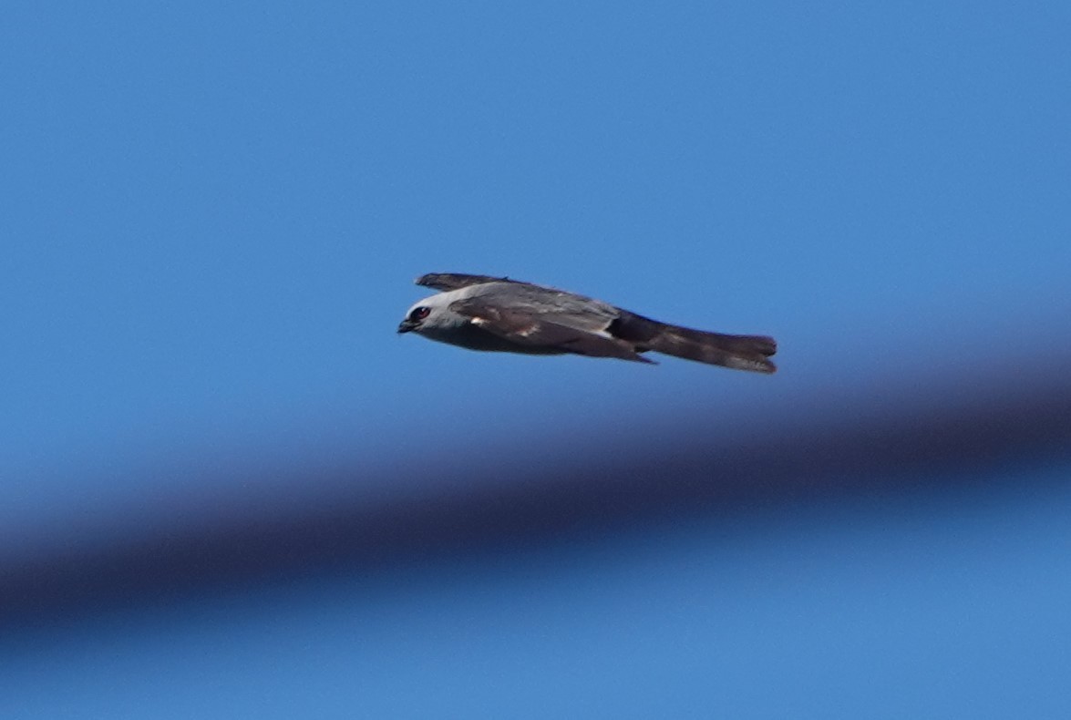 Mississippi Kite - Bert Harris