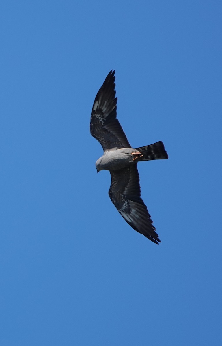 Mississippi Kite - Bert Harris