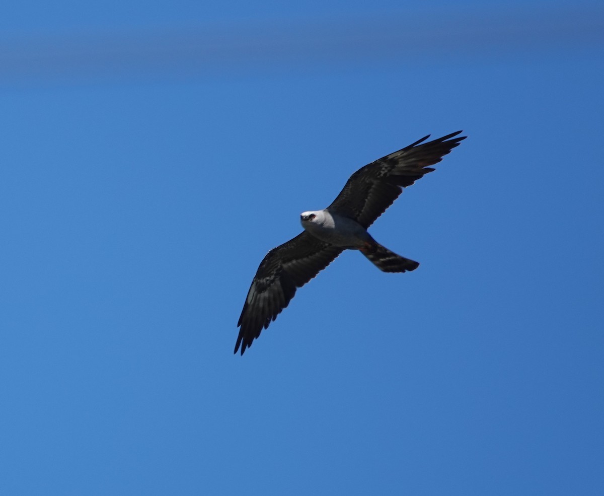 Mississippi Kite - Bert Harris