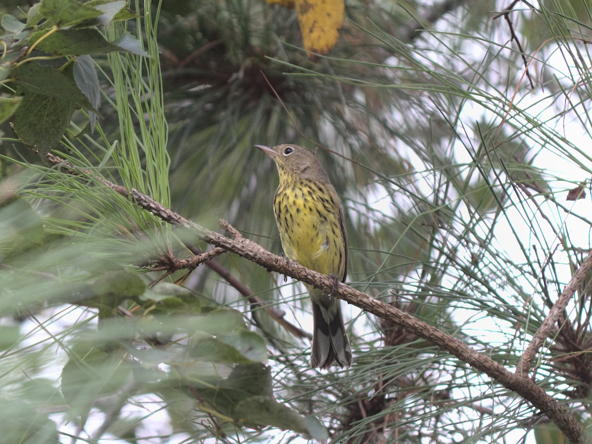 Kirtland's Warbler - ML267092101