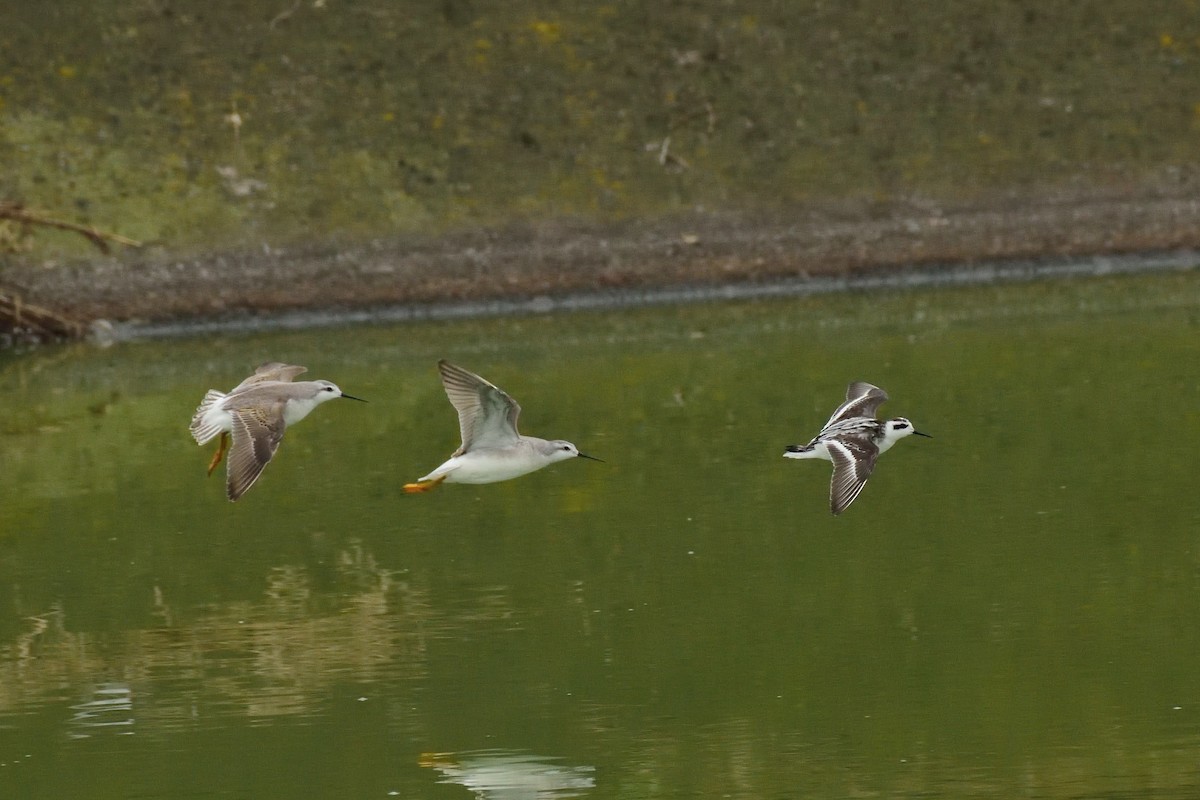 Red-necked Phalarope - Alberto Lobato (El Chivizcoyo)