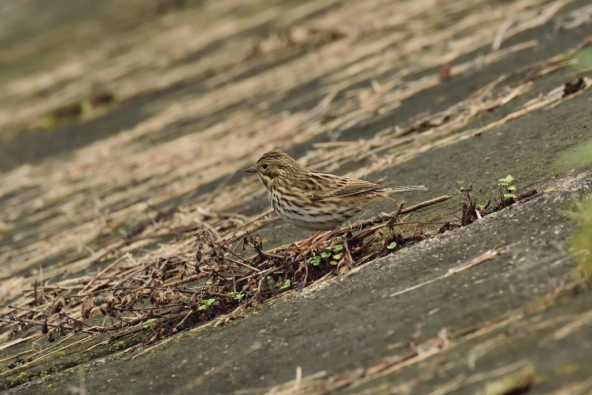 Savannah Sparrow - Alberto Lobato (El Chivizcoyo)