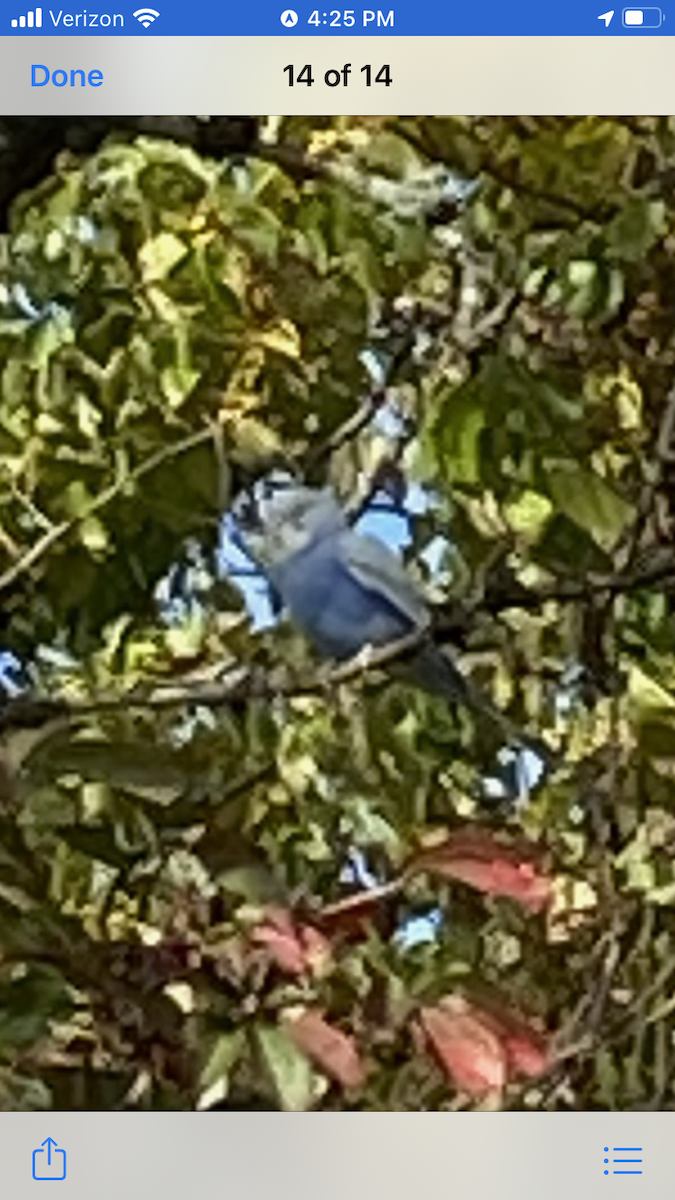 Budgerigar - ML267093011