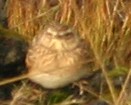 Eurasian Skylark - Ingvar Atli Sigurðsson