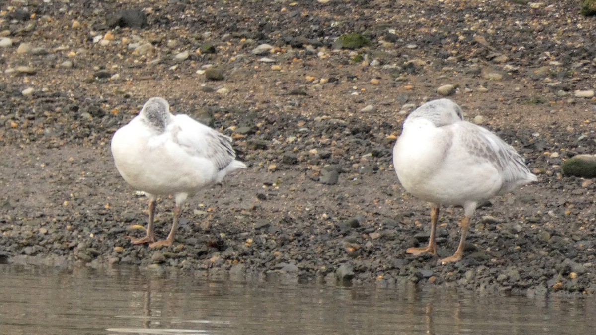 Snow Goose - ML267093331