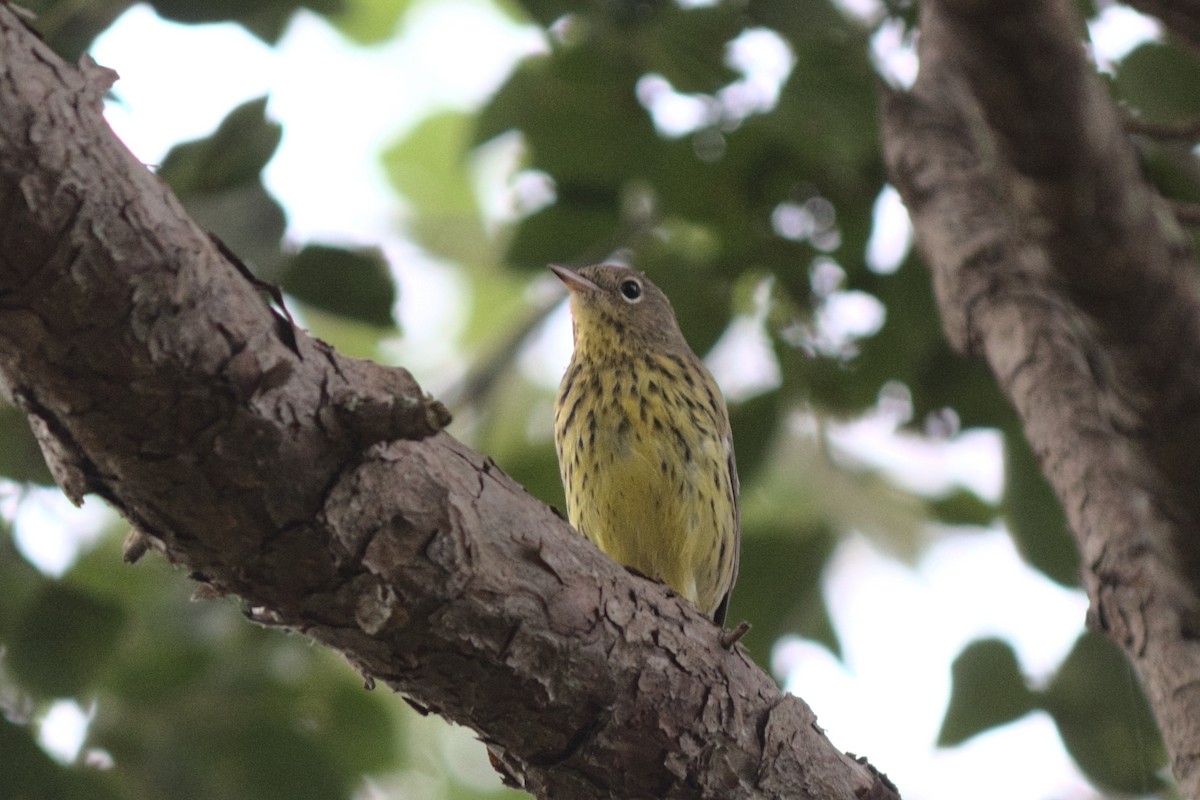 Kirtland's Warbler - ML267093411