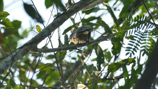 Dark-billed Cuckoo - ML267094131