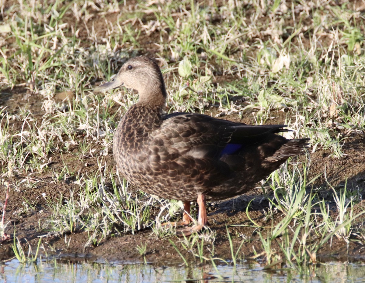 American Black Duck - ML267095831