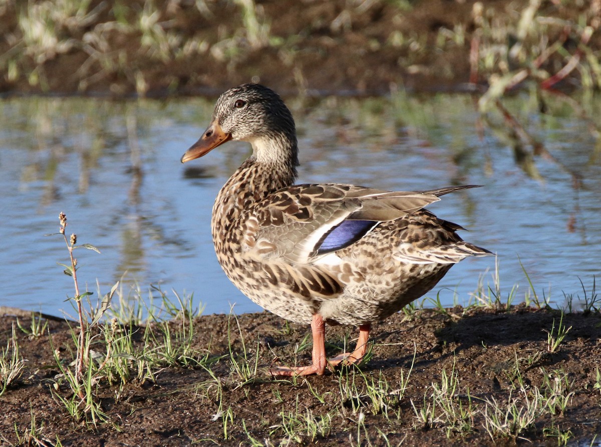 Mallard - ML267095841