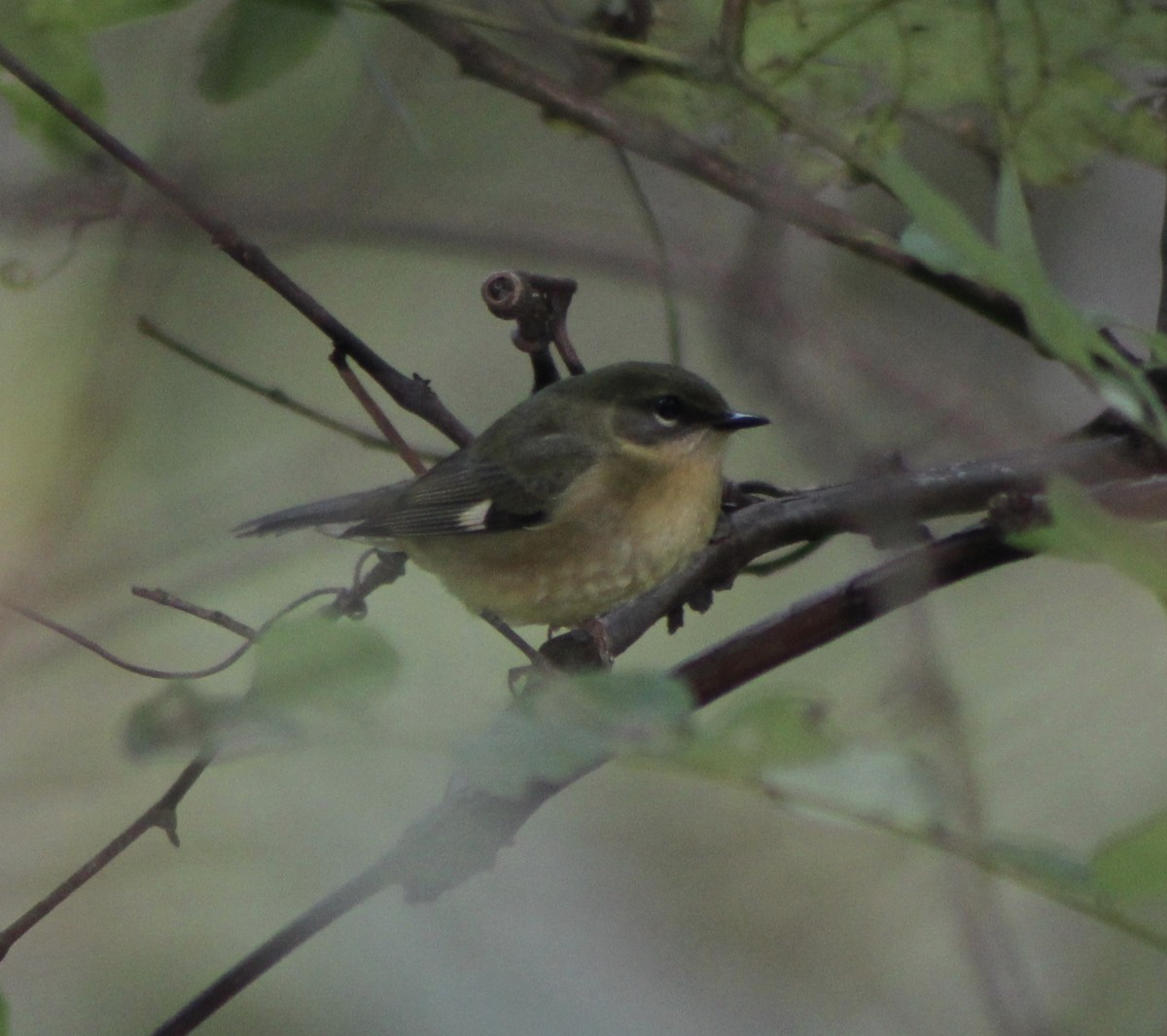 Пісняр-лісовик сизий - ML267098341