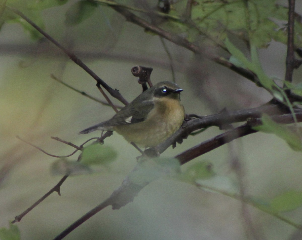 Пісняр-лісовик сизий - ML267098351