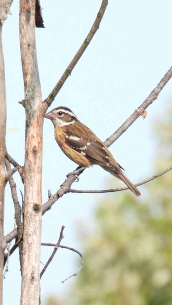 Rose-breasted Grosbeak - Bob Robinet