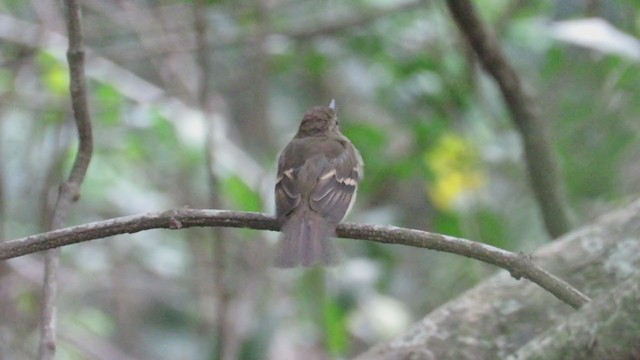 Euler's Flycatcher - ML267099331