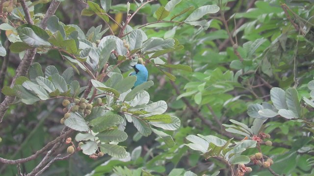 Swallow Tanager - ML267099521