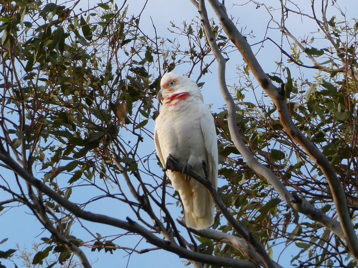 Long-billed Corella - ML267099871