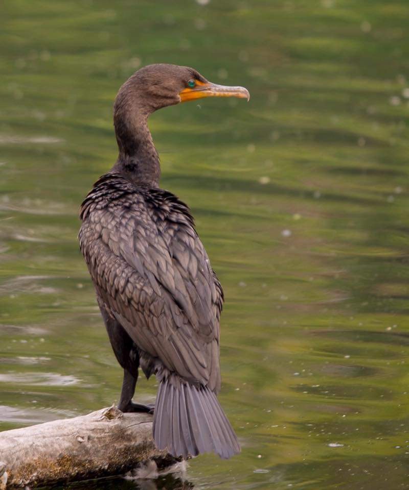 Double-crested Cormorant - Cynthia King