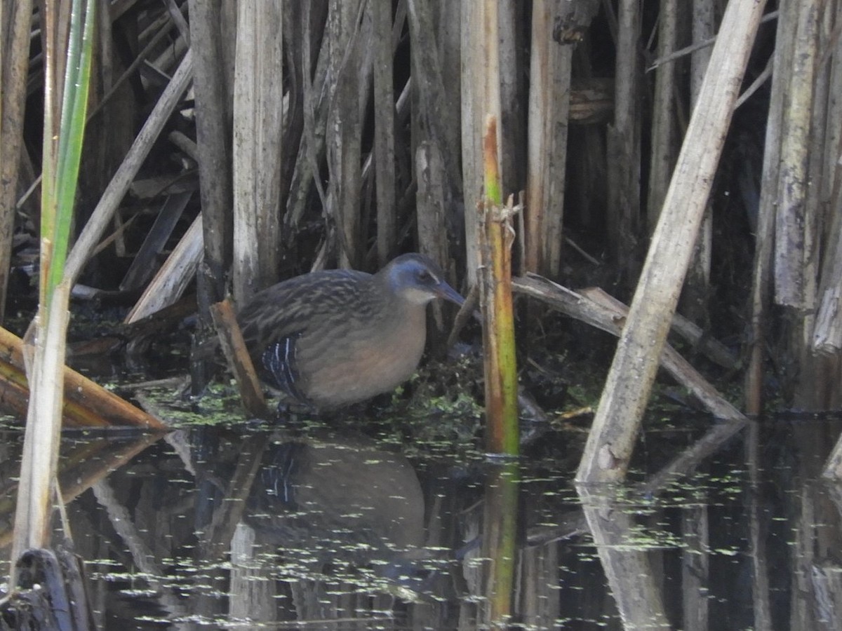 Virginia Rail - ML267101171