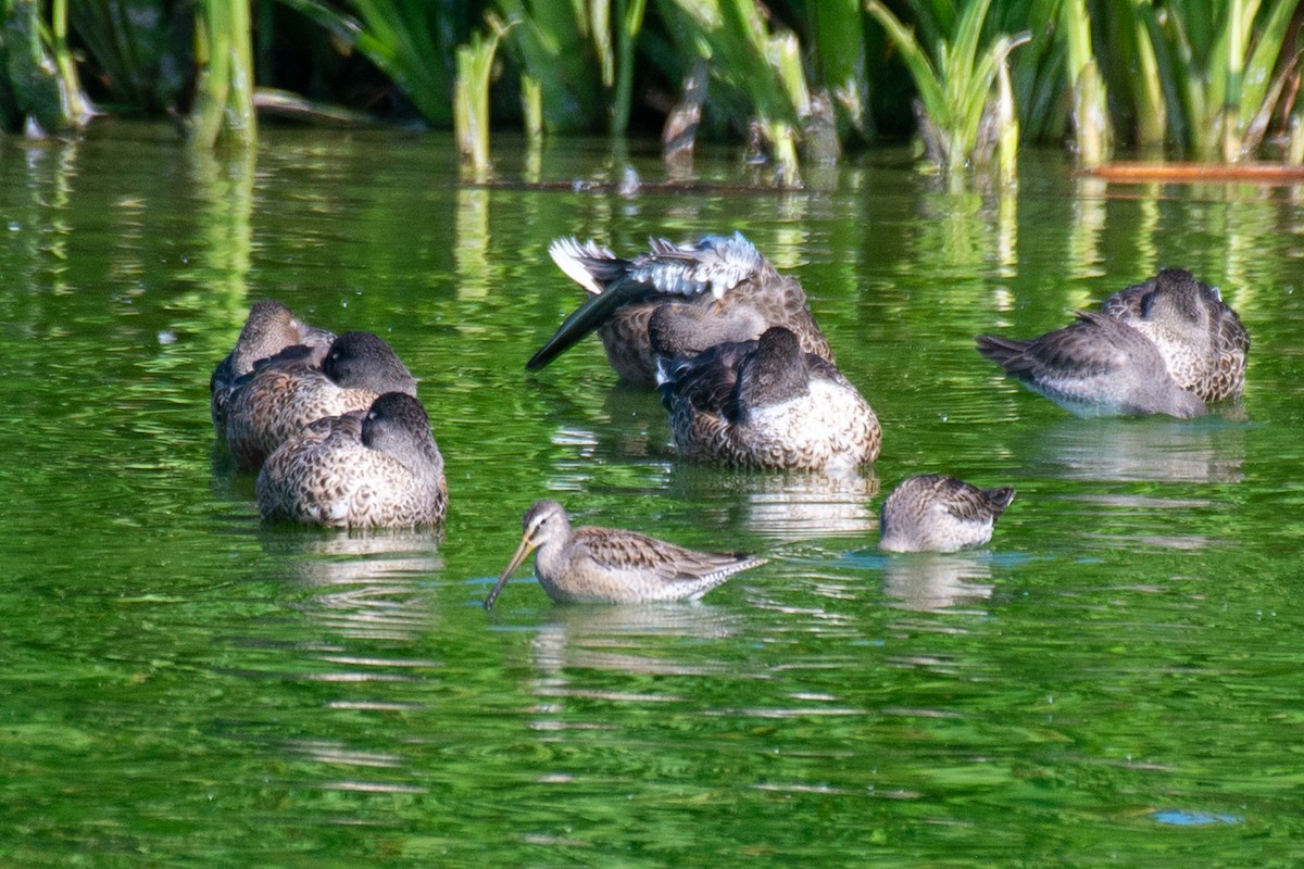 Long-billed Dowitcher - ML267102361