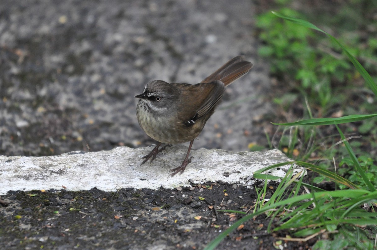 Tasmanian Scrubwren - ML267103021