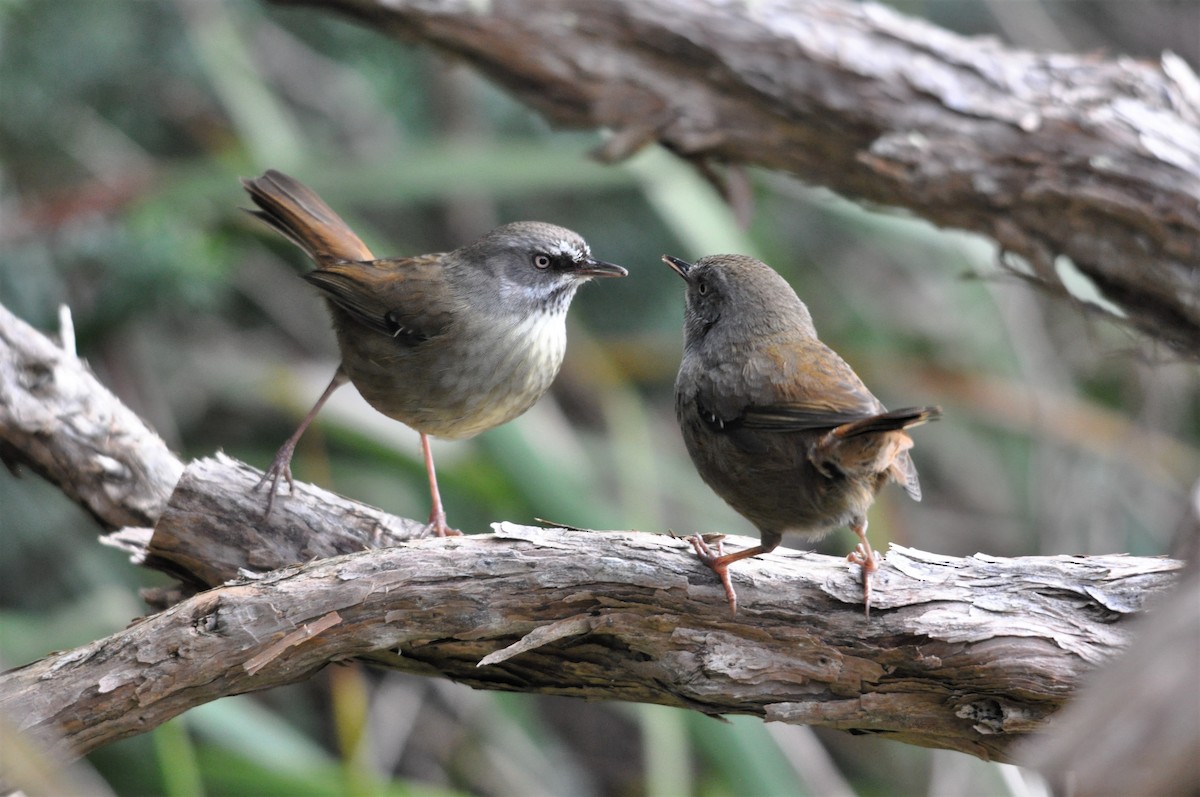 Tasmanian Scrubwren - ML267103081