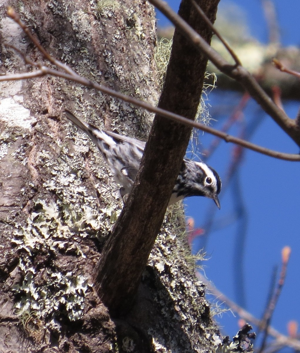 Black-and-white Warbler - ML26710391