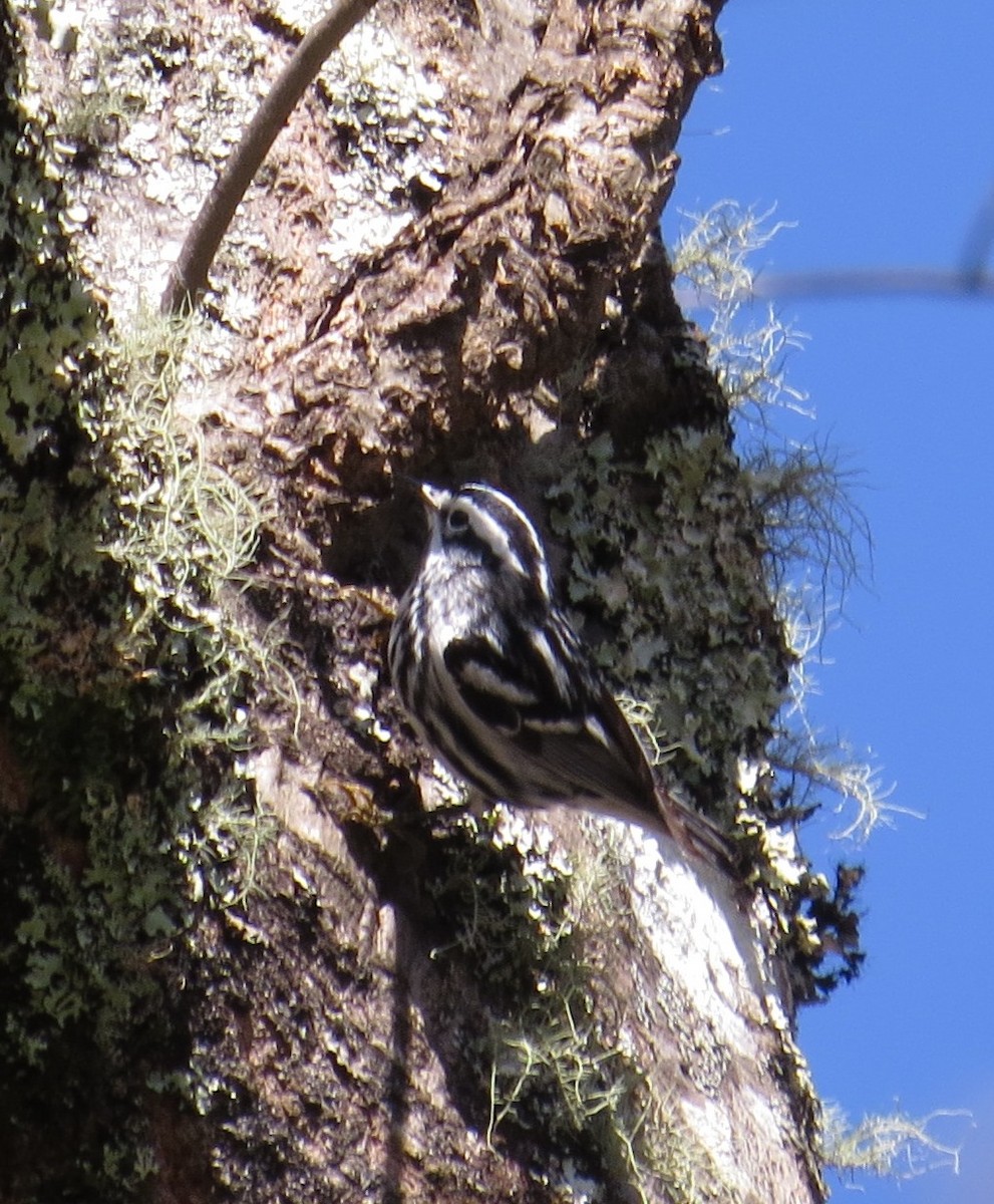Black-and-white Warbler - ML26710401