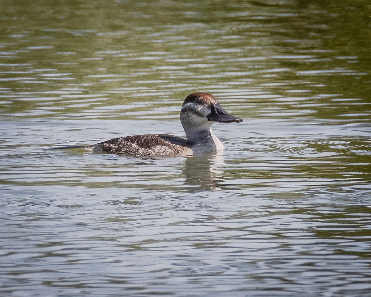 Ruddy Duck - ML267107481