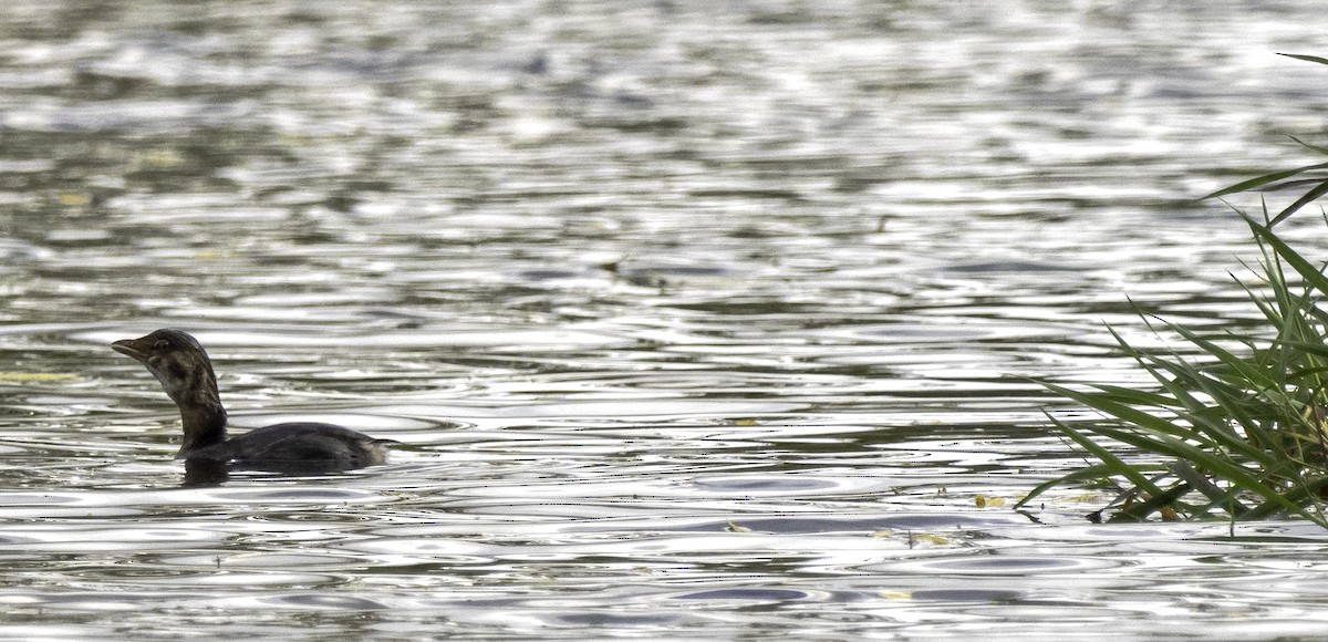 Pied-billed Grebe - Robert Snyder