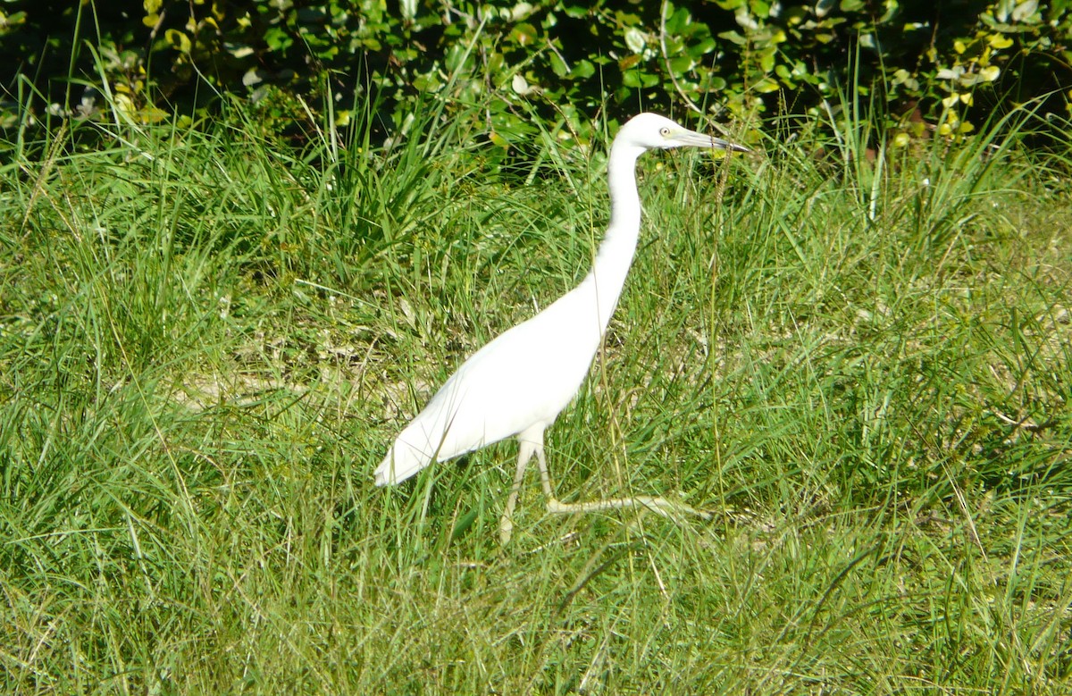 Little Blue Heron - Sean McCool