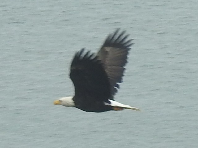 Bald Eagle - ML267115491