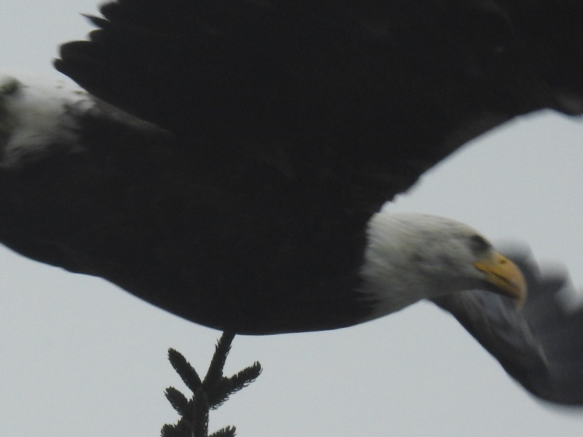 Bald Eagle - ML267115501