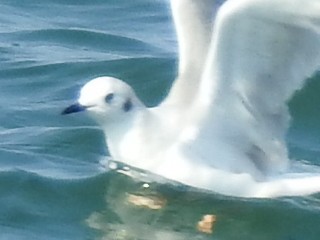 Bonaparte's Gull - ML267115581