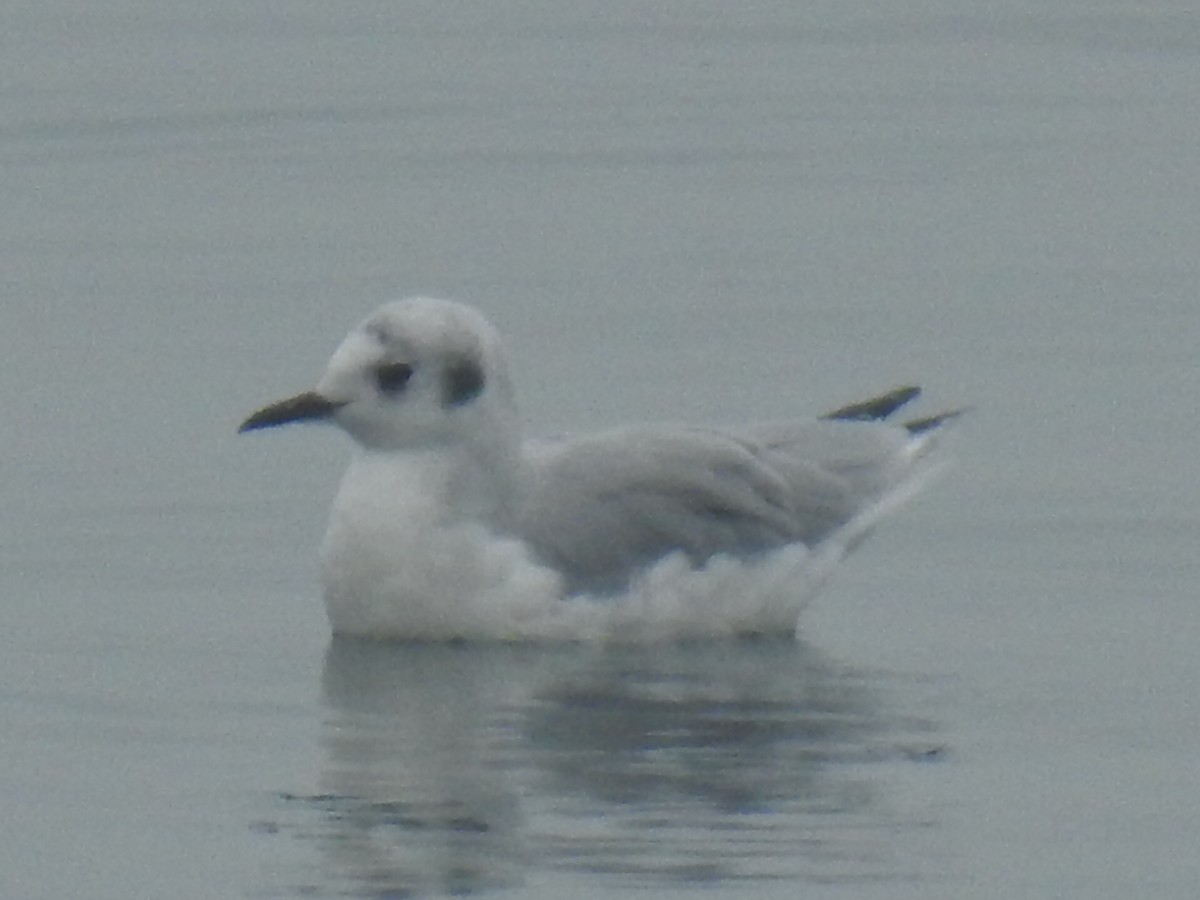 Bonaparte's Gull - ML267115601