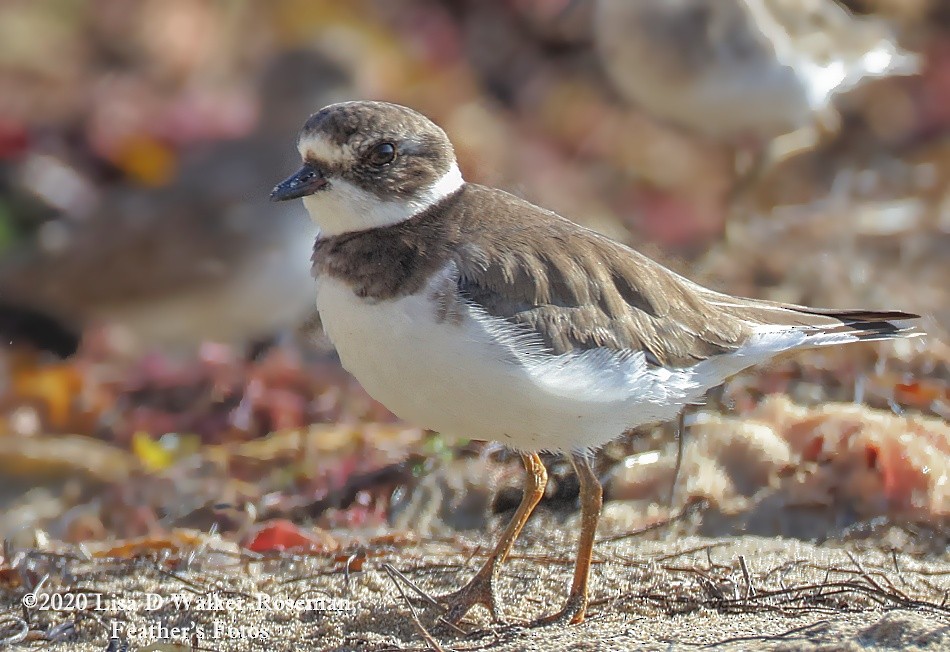 Semipalmated Plover - ML267121291