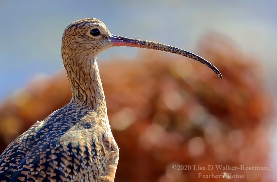 Long-billed Curlew - Lisa Walker-Roseman