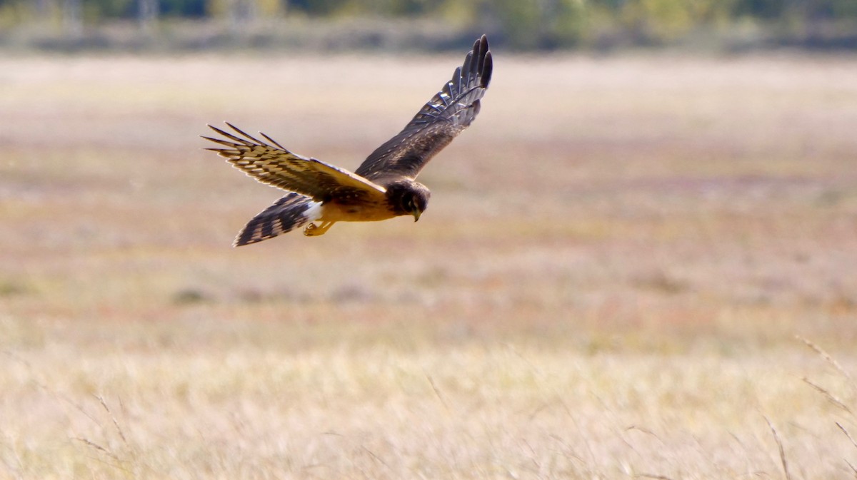 Northern Harrier - Sylvie Martel / Gaétan Giroux