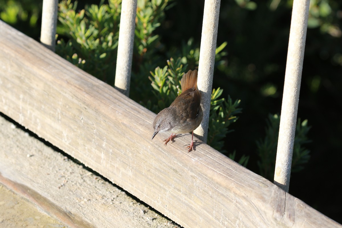 White-browed Scrubwren - ML267124051