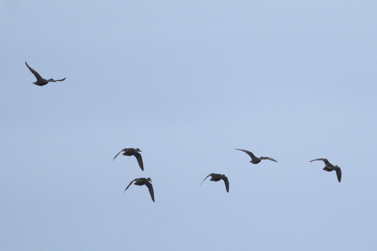 American Black Duck - ML26712411