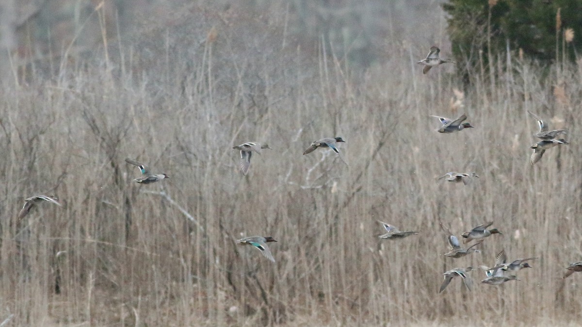 Green-winged Teal - Russ Smiley