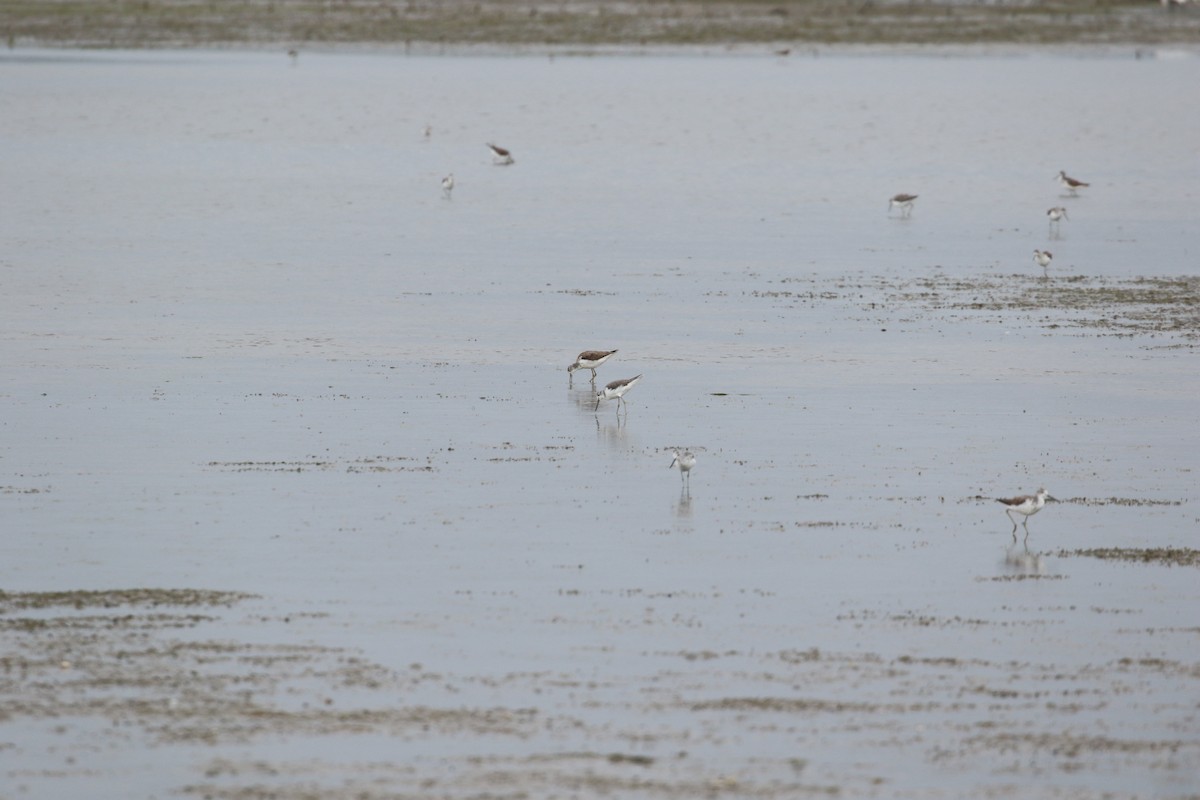 Common Greenshank - ML267127251