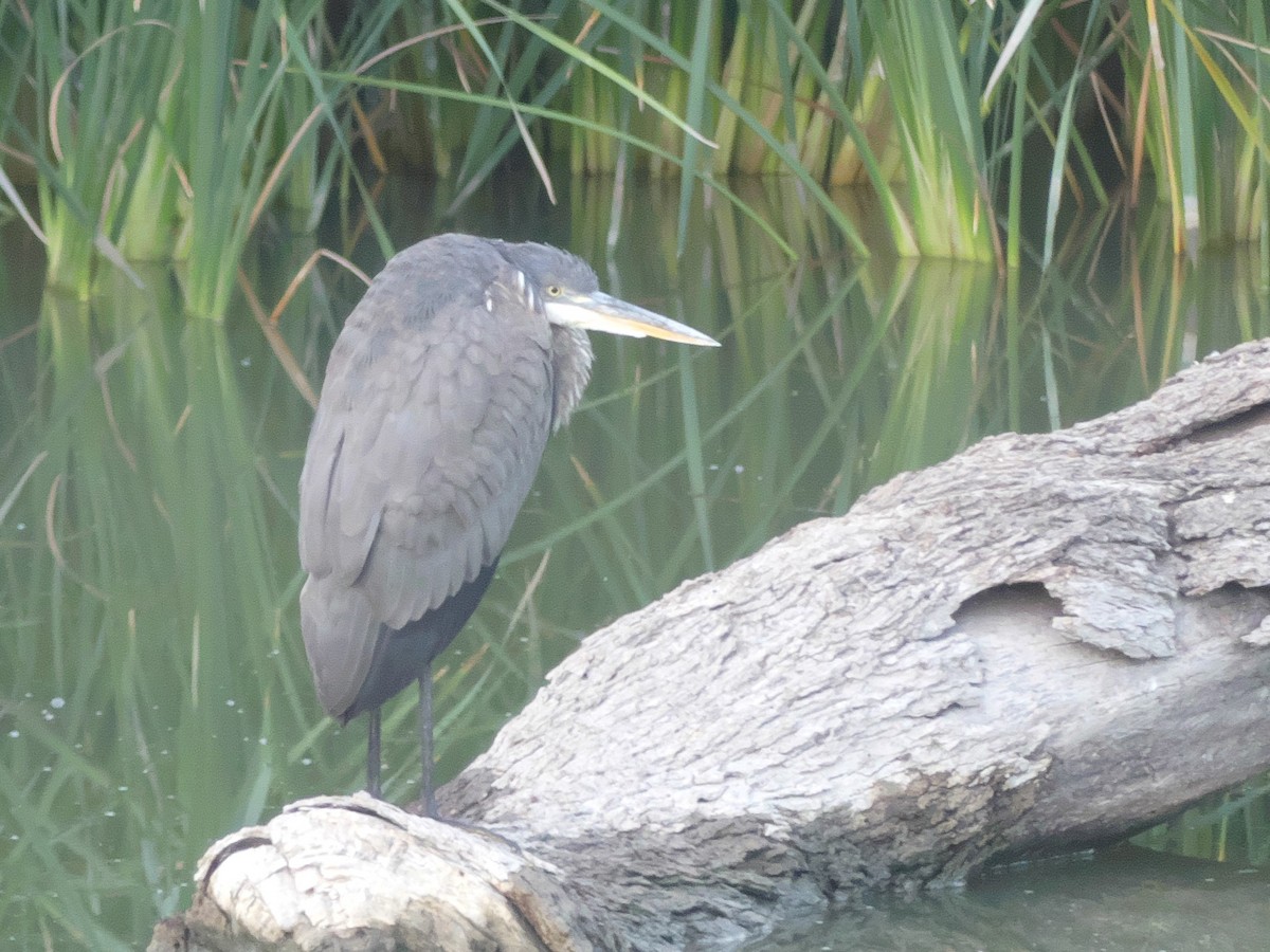 Great Blue Heron - ML267127481