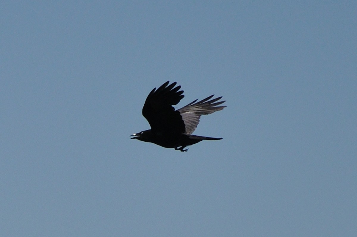 American Crow - Paul Beaulieu