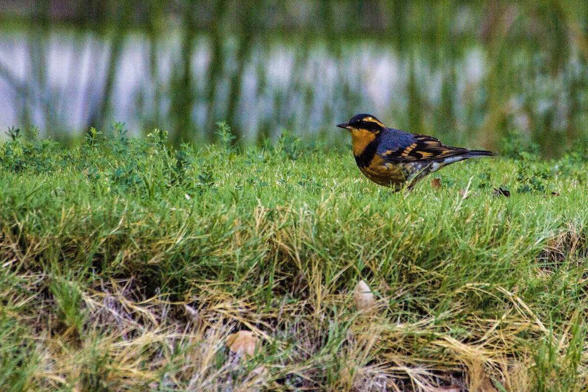 Varied Thrush - Tim Ludwick