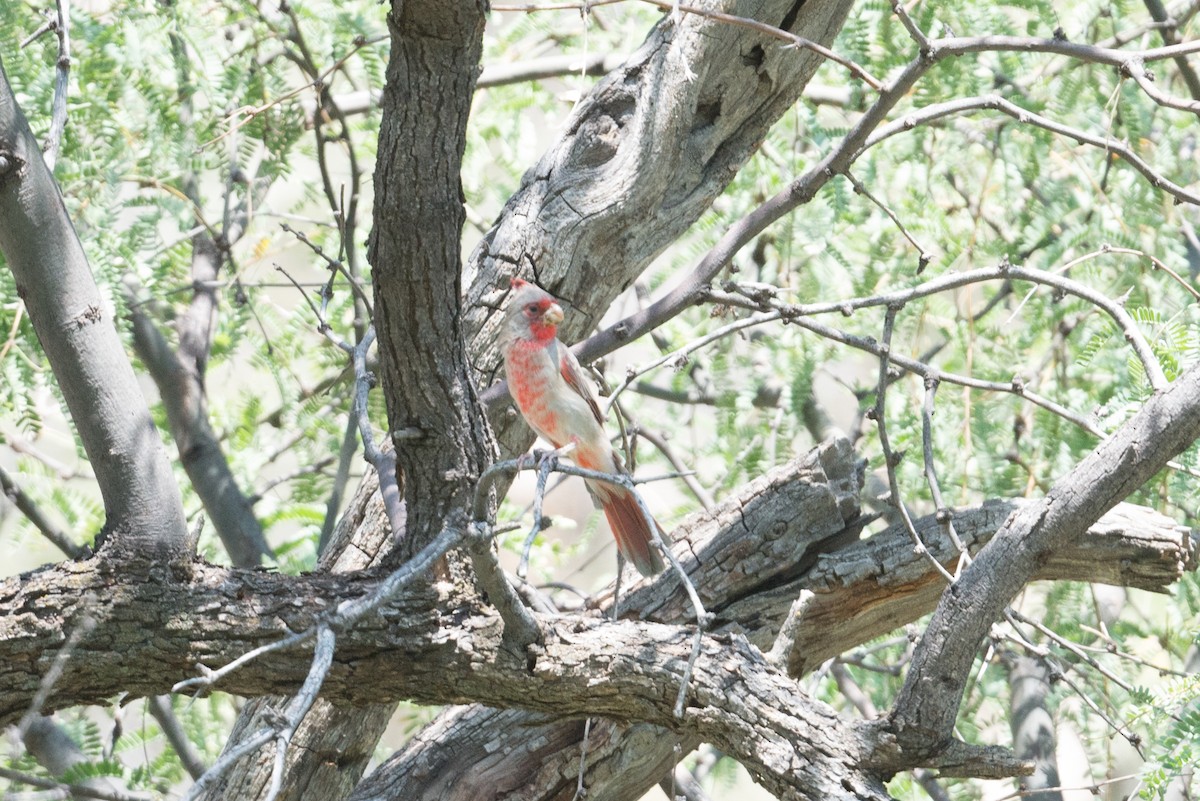 ムネアカコウカンチョウ - ML267132771