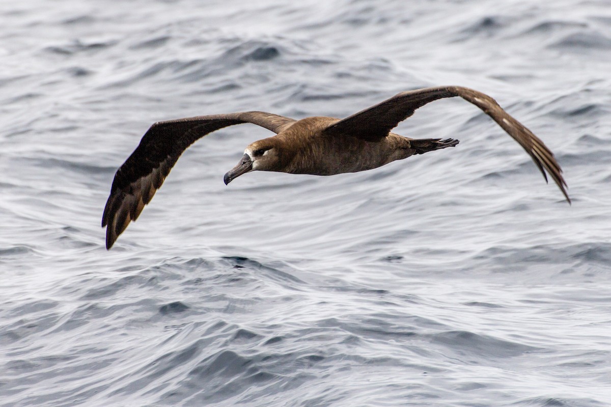 Albatros à pieds noirs - ML267133431