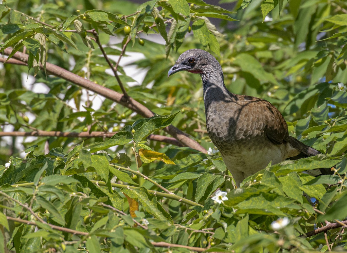 White-bellied Chachalaca - Sergio Rivero Beneitez