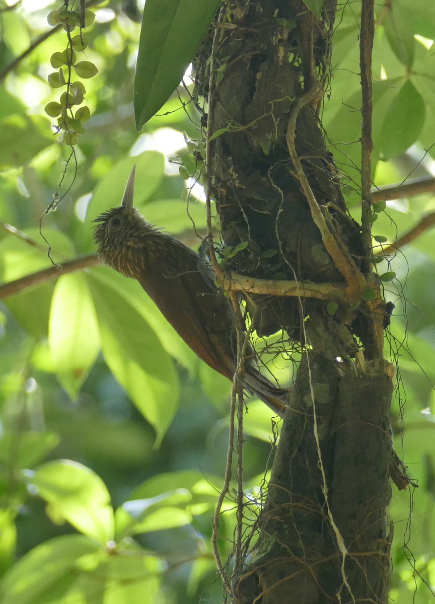 Zimmer's Woodcreeper - ML267135941